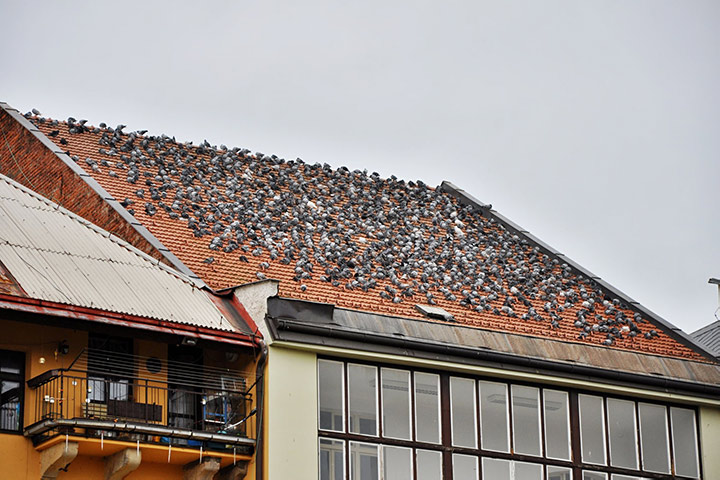 A2B Pest Control are able to install spikes to deter birds from roofs in Shoreditch. 