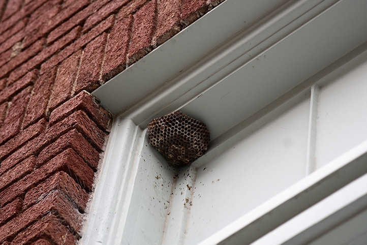We provide a wasp nest removal service for domestic and commercial properties in Shoreditch.